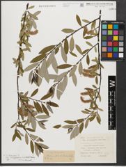 Foto von Salix triandra subsp. amygdalina (L.) Schübl. & G. Martens